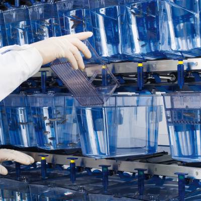 周期缩短,斑马鱼成化妆品功效评价"新宠"