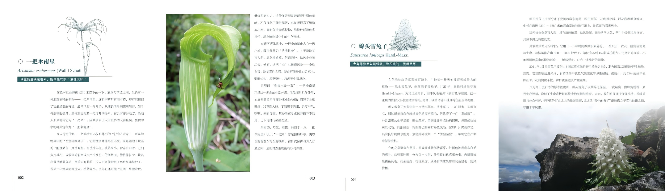 内容图片