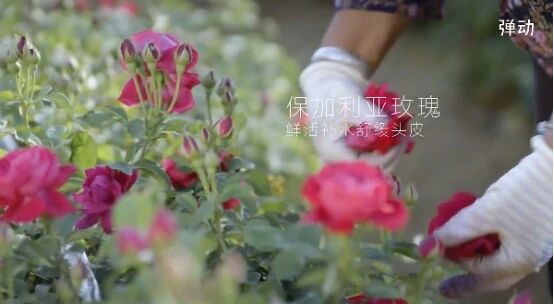 内容图片