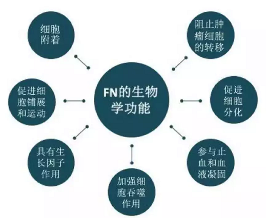 EGF走了 属于FN的时代来临了！