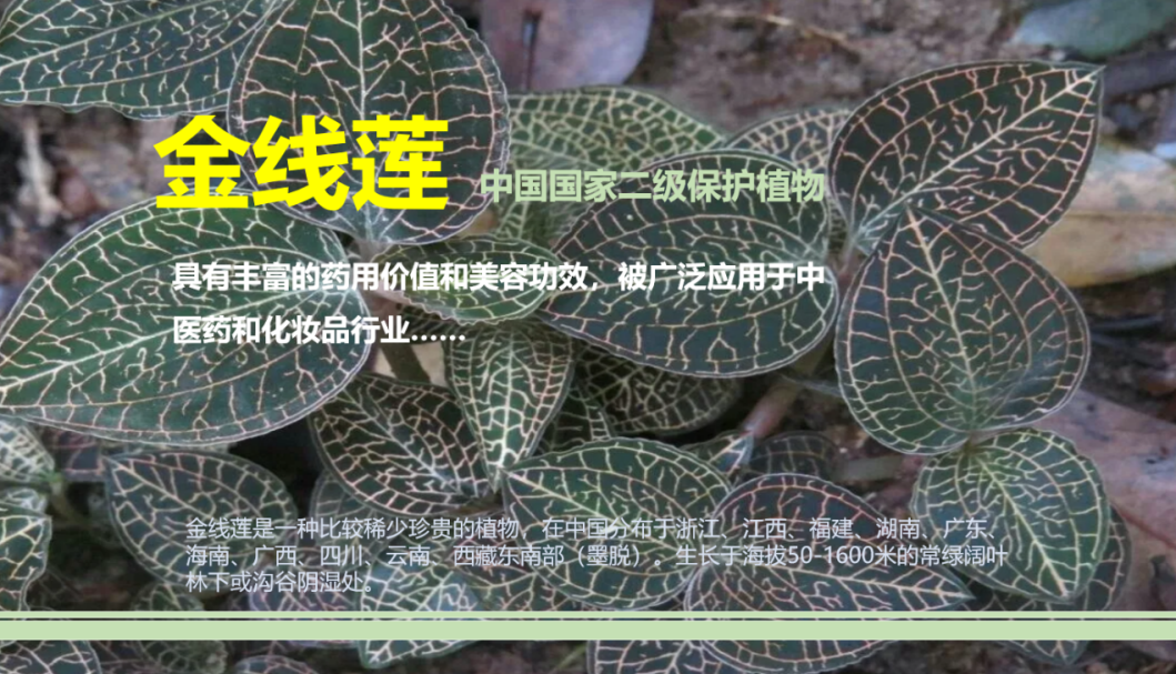 内容图片