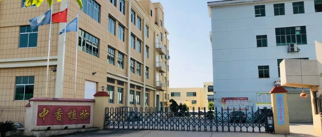 专访中香精油罗秋根：深耕香料20多年！凭什么领跑天然香料全产业链？| 先锋㉘