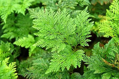 叶子植物群荒野生长卷曲花园热带曲线蕨类植物学绿色高清图片下载-正版图片321824787-摄图网