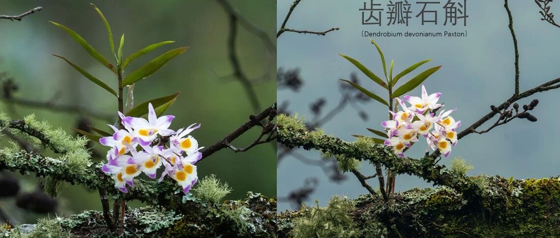 植物所×植物医生：齿瓣石斛提取物获国家备案，破解石斛寡糖抗衰密码