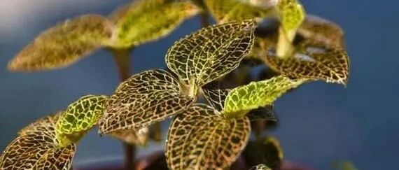 又一款“金线莲”植物新原料完成备案 | 中国原料⑳