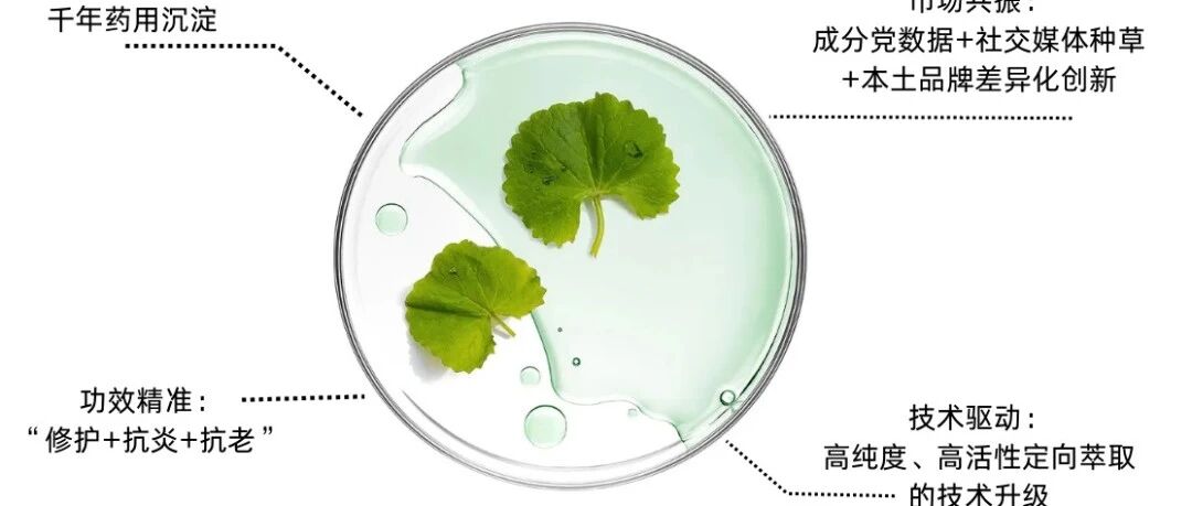 传统药用植物积雪草的“走红之路”