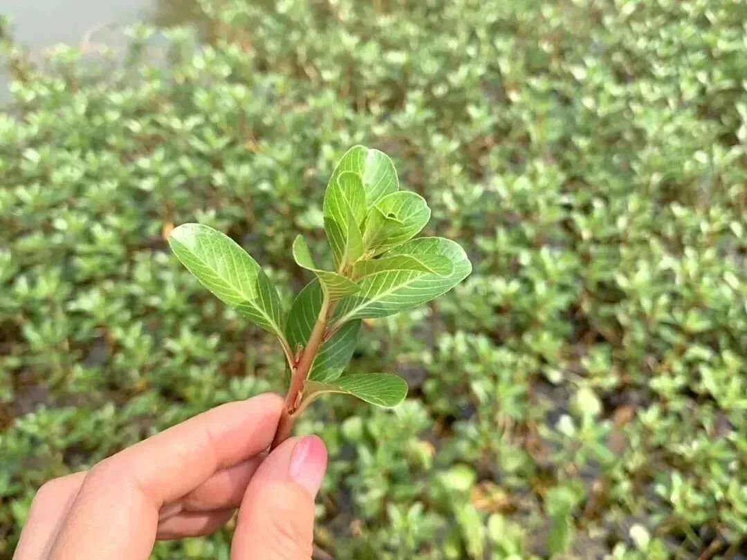 内容图片
