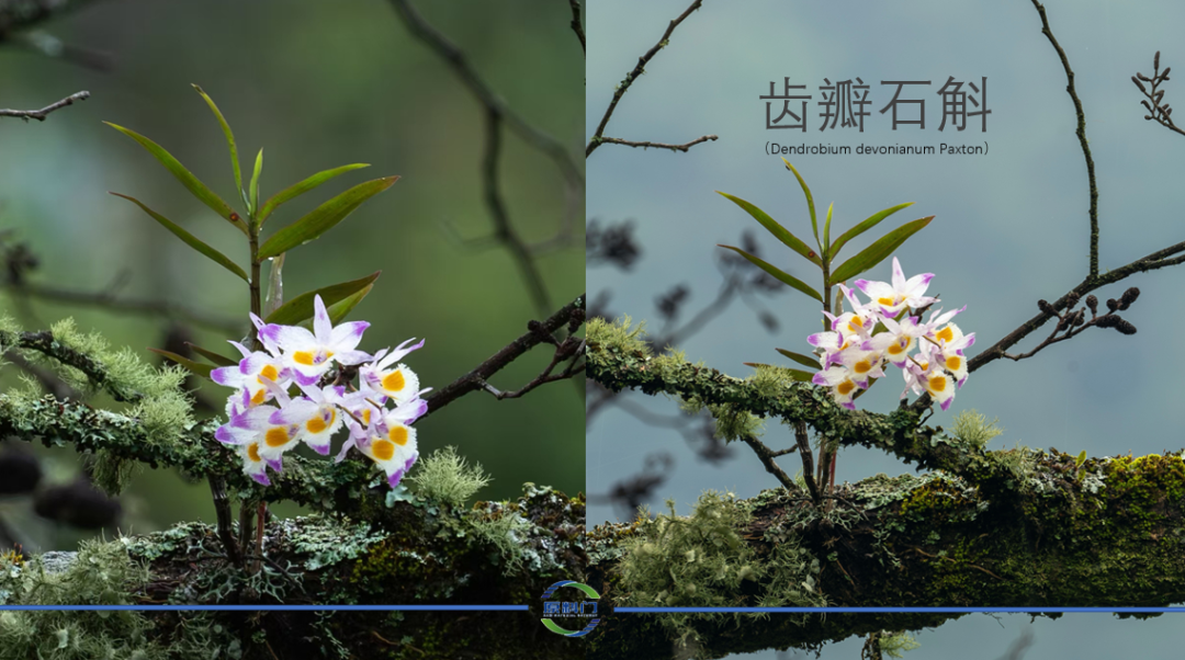 内容图片