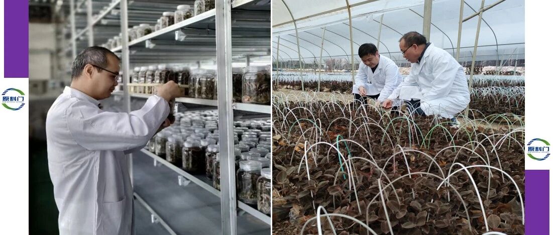 国内第3家金线莲新原料备案成功