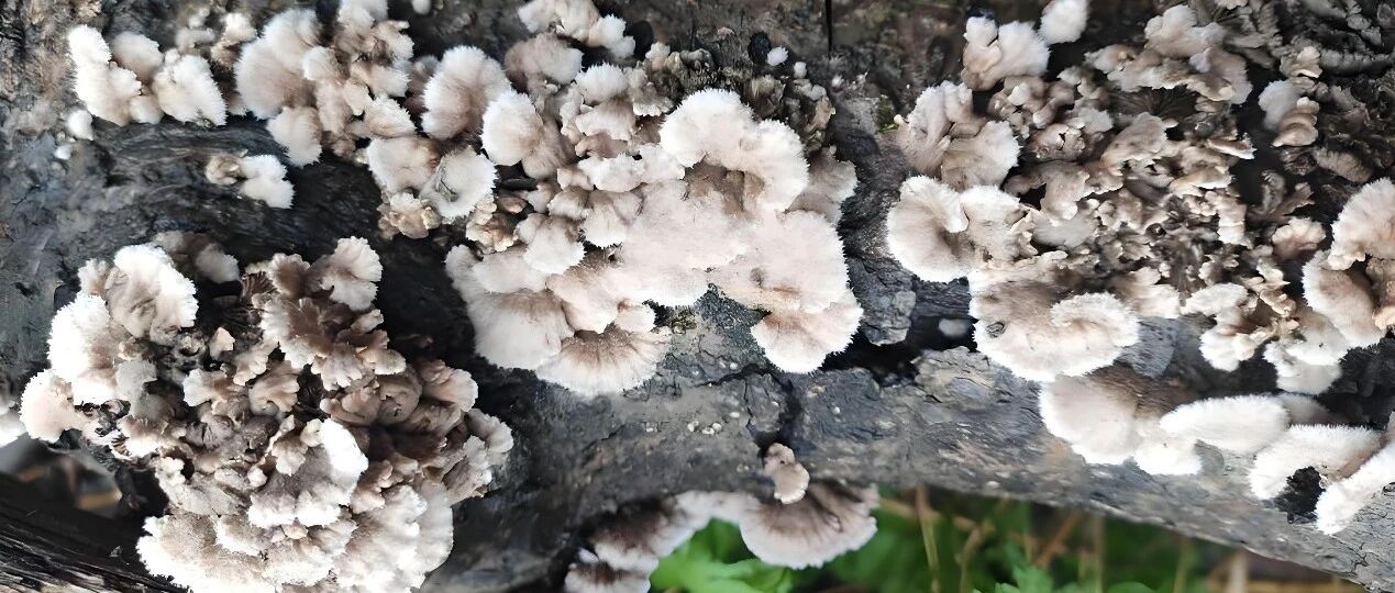 国产裂褶菌“黑科技”逆袭！保湿+舒缓，敏感肌的“隐形盾牌”