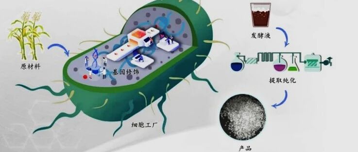 化妆品原料提取四大主流技术，谁将主导未来？
