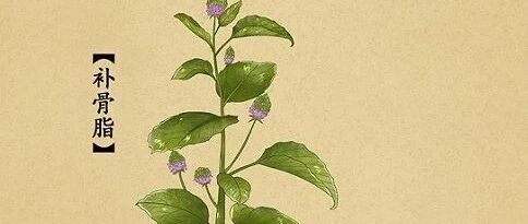 备案数排第2！补骨脂酚或成另一个“抗衰风口” | 前沿⑦
