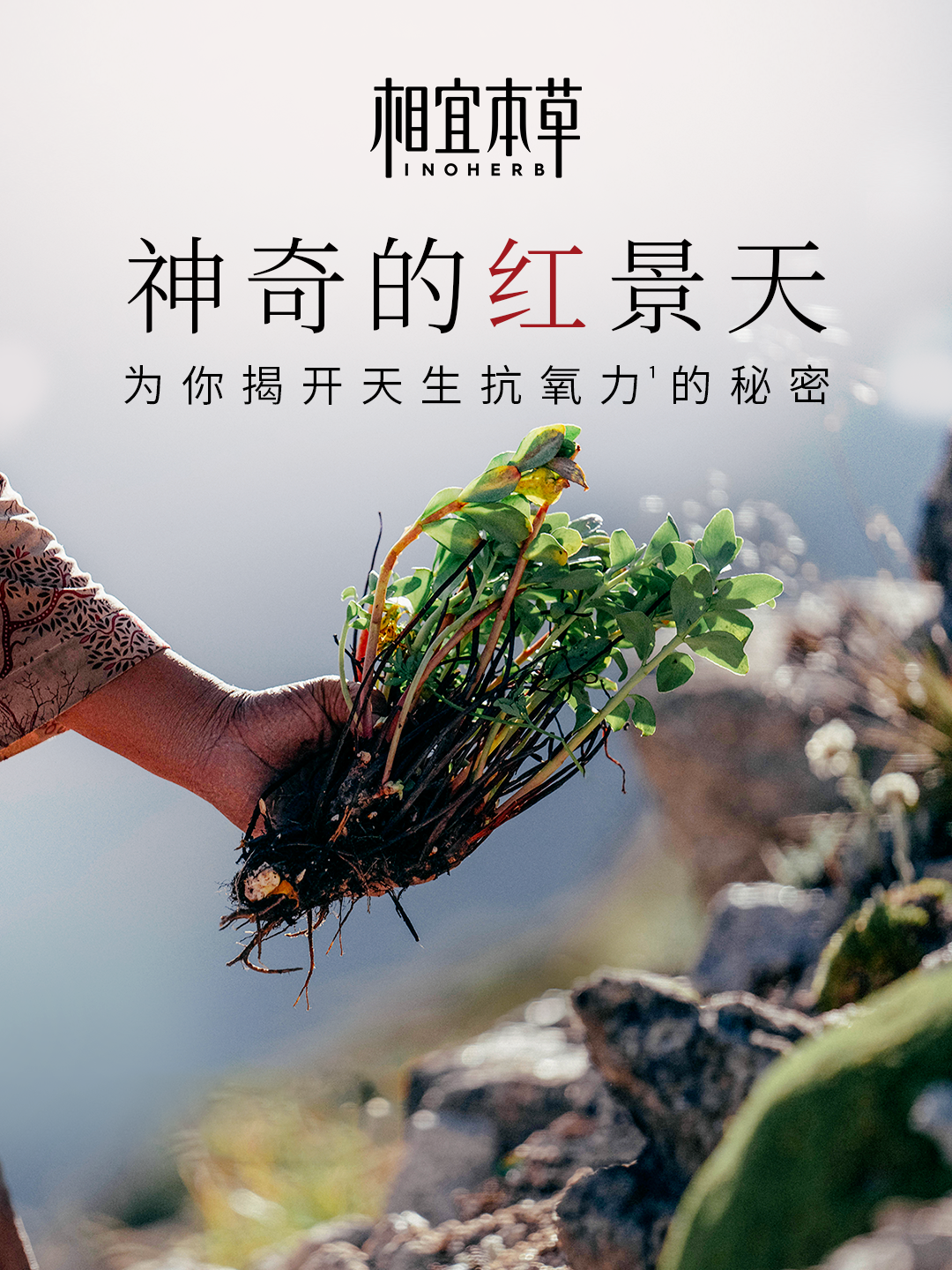 内容图片