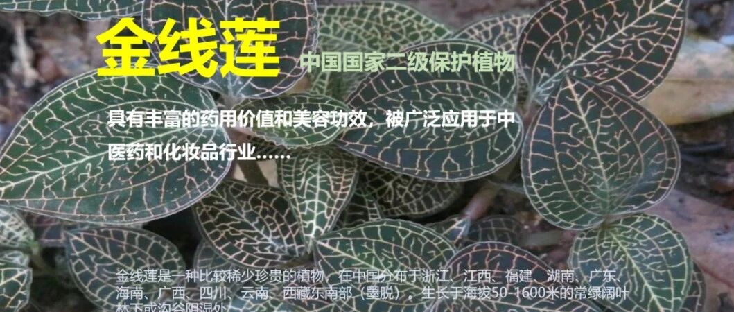 片仔癀首款化妆品新原料完成备案!  | 中国原料⑱